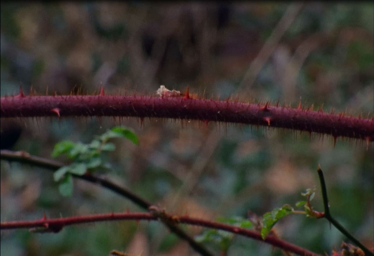 screenshot for syllepsis